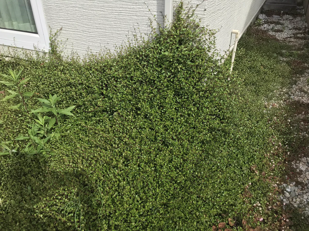 家の中に侵入されることもある？！「ワイヤープランツ」を植えるなら慎重に･･･！