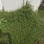 家の中に侵入されることもある？!「ワイヤープランツ」を植えるなら慎重に･･･!