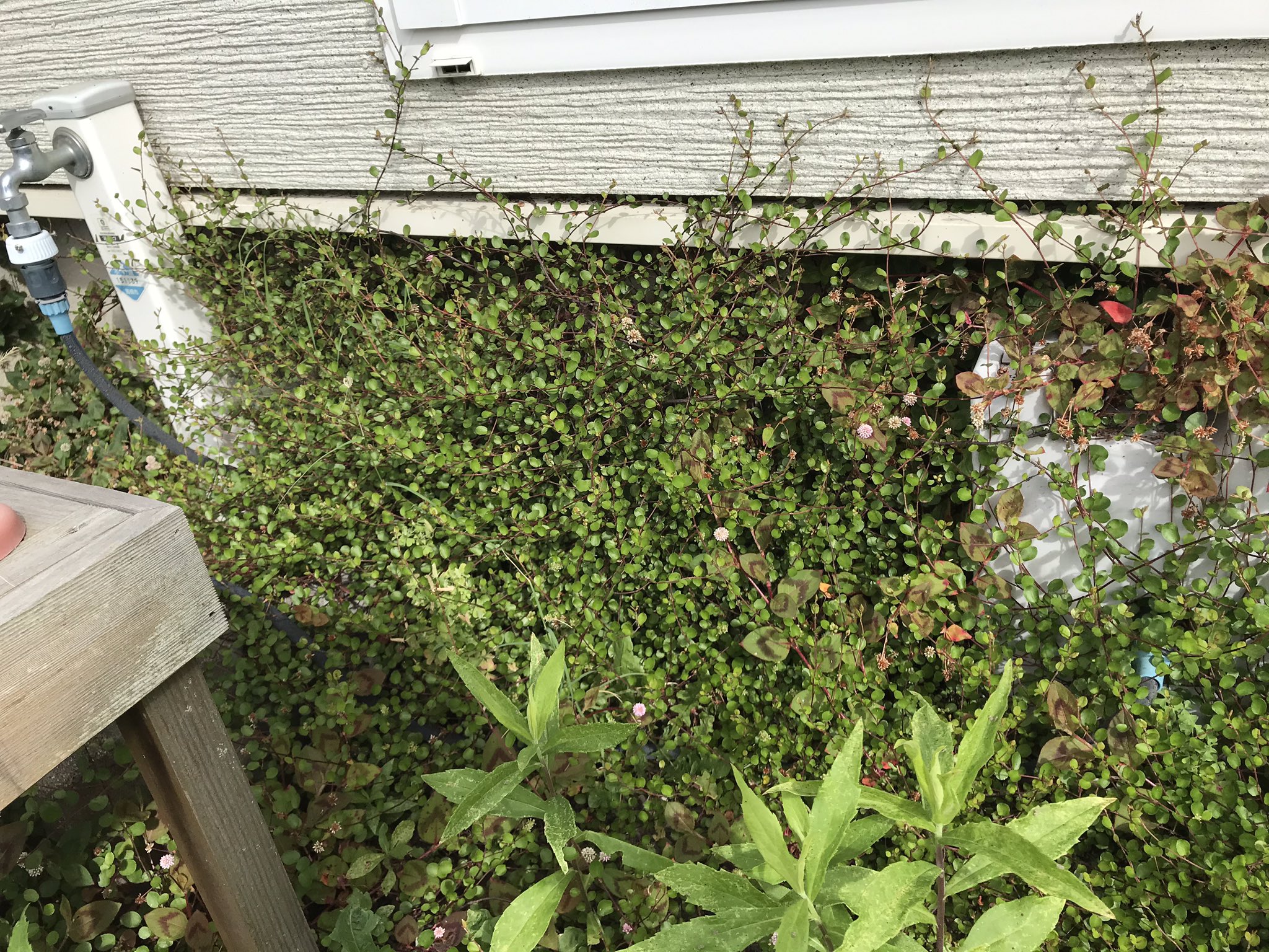 Ikupee 安易な気持ちでワイヤープランツを植え ないで 彼らの繁殖力を舐めたらダメだ 水道はすでに彼らの手中に絡め取られ使えず 地中の根は隣の敷地にまでテリトリーを広げ 気を抜くと壁の隙間から室内にも侵入する 軽い