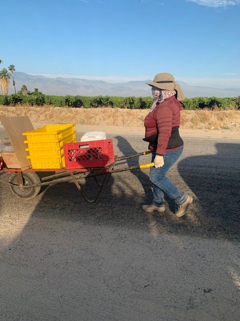Way2Gro's tweet photo. CV Grape Week Celebrating 115 years of Coachella grapes.
In 1989 there were 18,712 acres of grapes in the Coachella Valley.  Today there are only 5000 acres left, employing about 6000 local residents.  The decline is due to foreign grapes in the market.  Buy local, save jobs! https://t.co/NvwXPX4ZkH
