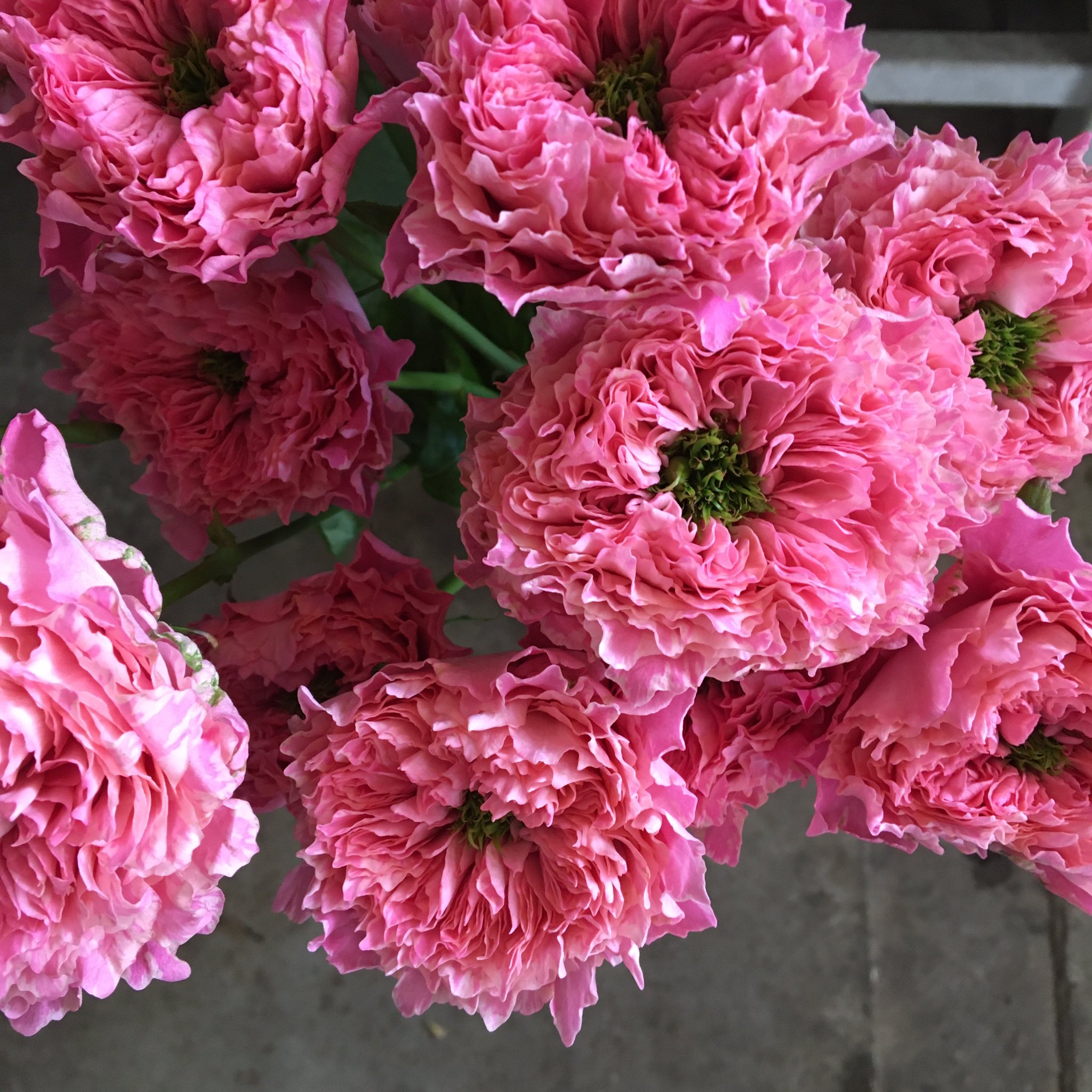 D Ici Peu 毎日ひと花 薔薇 オール4キュート T Co 4jznzyl694 Twitter