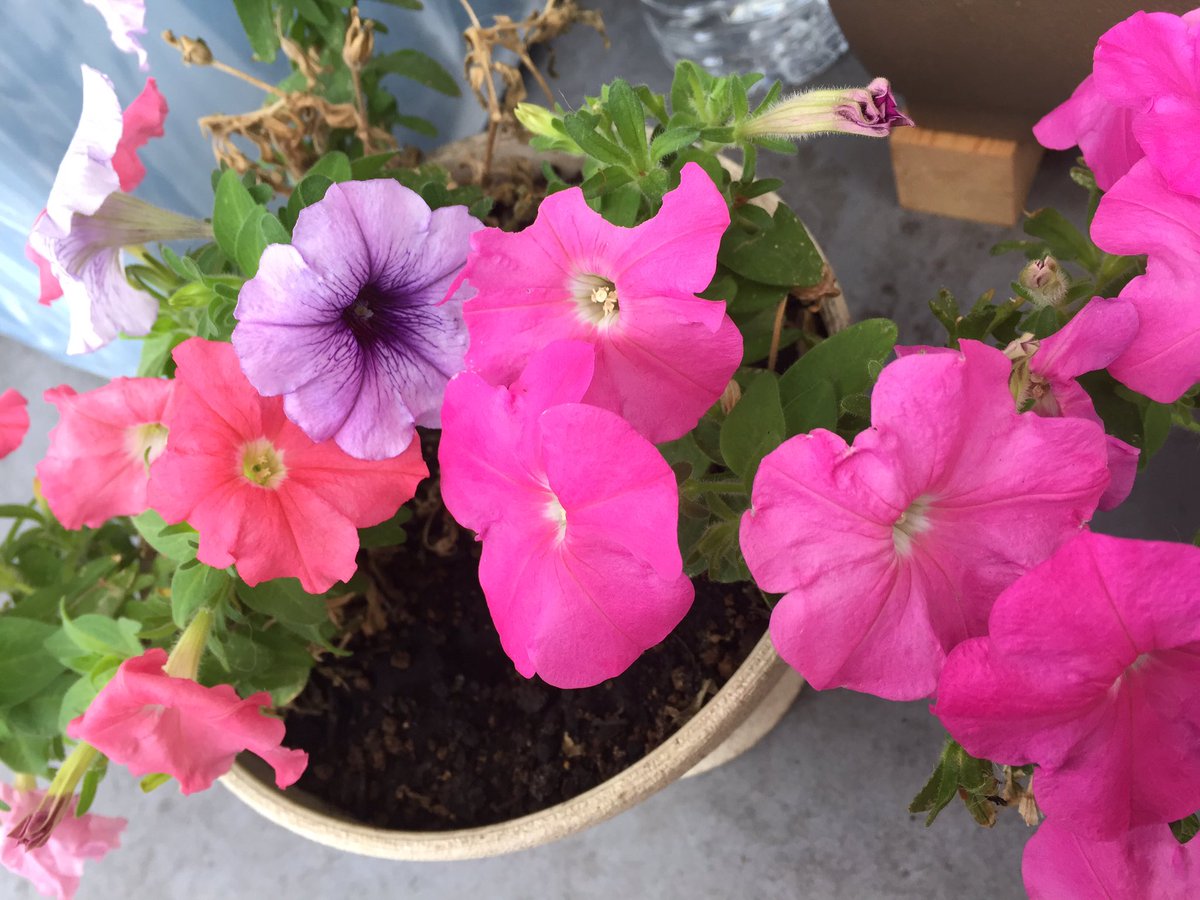 ট ইট র 猿渡美穂 トマトさんの花 ペチュニアちゃんの花が かじられてる と思って観察してたら なんと青虫さんがいた とってしまえばいい けど 青虫さんも生きてる 今日は葉っぱ食べてる 青虫さん大きくなったらペチュニアさん丸坊主やね笑 虫