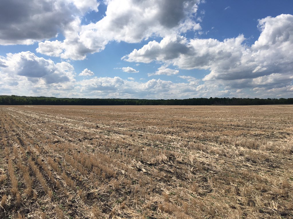 hodgy39's tweet image. A beauty of a day to be crop checking some great @PioneerSeedsCA #canola. Customer’s #45CM39 with #lumiderm   A little taste of the Georgia is Assiniboine Valley.  Little getaway from all that is going on in today’s world.