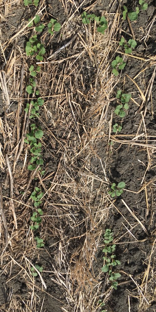 hodgy39's tweet image. A beauty of a day to be crop checking some great @PioneerSeedsCA #canola. Customer’s #45CM39 with #lumiderm   A little taste of the Georgia is Assiniboine Valley.  Little getaway from all that is going on in today’s world.