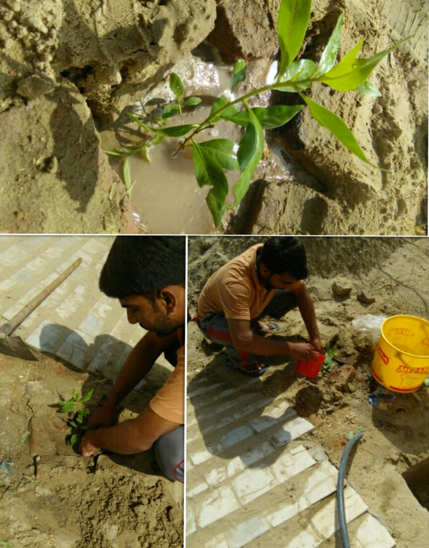 ManwaniKaram's tweet photo. "Trees are poems that the earth writes upon the sky."
#MSDOSindh
#MSDOSINDHPlantDrive https://t.co/wXimTataRE