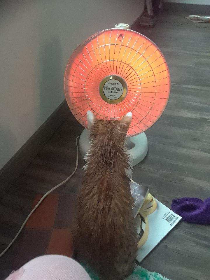 author_manda's tweet photo. Surprise! It’s Just Pee Author La Manda Davis introduces readers to a fun loving cat named Tangerine who uses bedwetting as a form of expression.

#therealtangerine https://t.co/i1VgOjtCS7