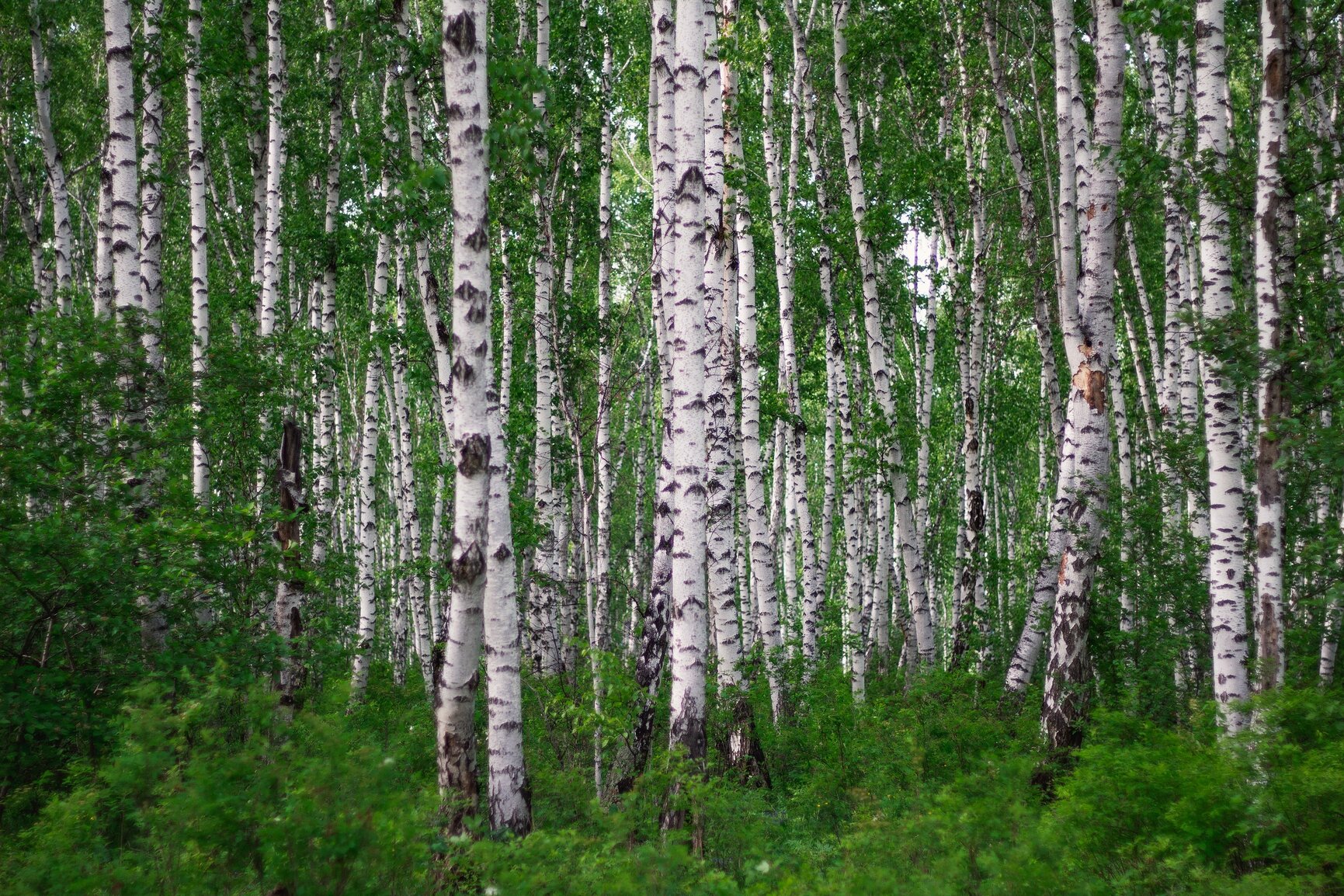 Лес фото Иркутск
