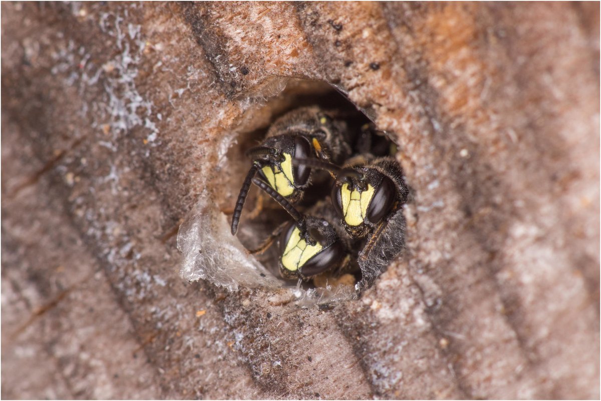 A group of Yellow-Faced bees checking whether it had stopped raining yet yesterday. The name 'Solitary Bee' is a bit misleading when it comes to these ones as they often like to roost in groups, I find this at <a href="/NQGrowboxes/">NQ Growboxes</a> too! #bees