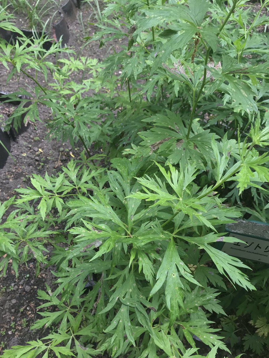 Twitter पर 北海道大学 自然研究会 ハーブの女王と呼ばれるほどに香り高いヨモギですが 有毒なトリカブトと見た目が少し似ているので注意が必要でもあります 皆さんはちゃんと見分けがつきますか