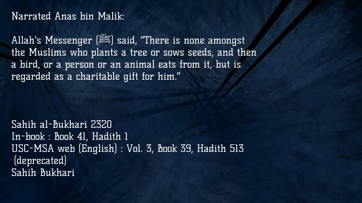 Islamophilia tweet media