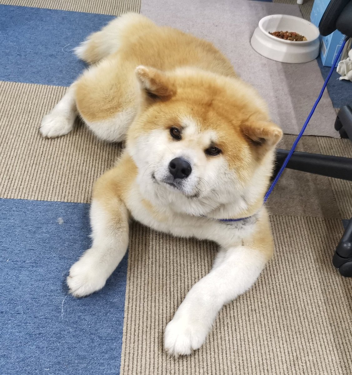 あきほ 秋田犬保存会 秋田犬会館 Twitter પર あら銀ちゃん今日は起きてたのね