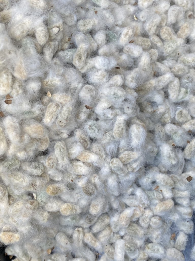 Time for ginning our trials, using a 20 saw hand gin @NSWDPI_AGRONOMY <a href="/CottonInfoAust/">CottonInfo</a> <a href="/CottonResearch/">CRDC</a>