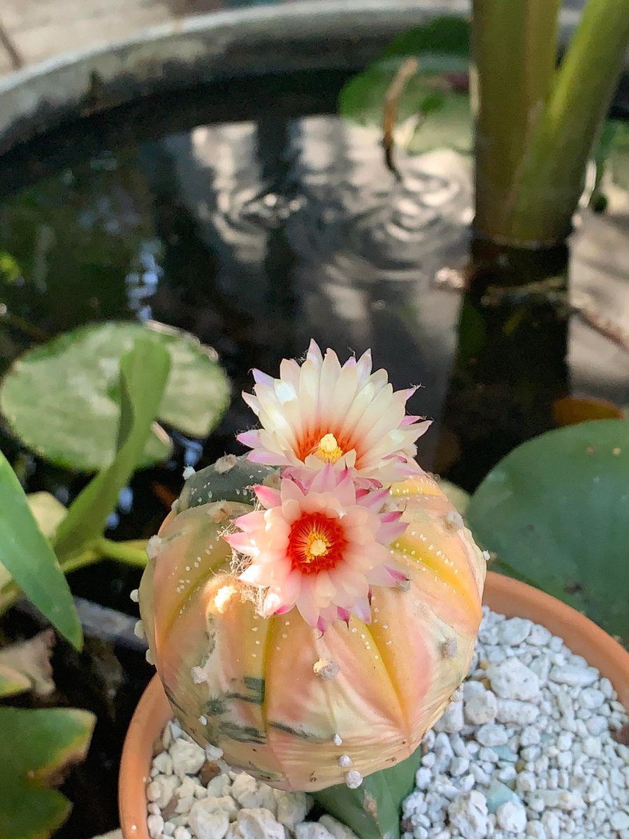 succulentsbot's tweet photo. Source: /u/Andy18940 [https://t.co/hcimjfw0O4] https://t.co/utgDaLDXyR