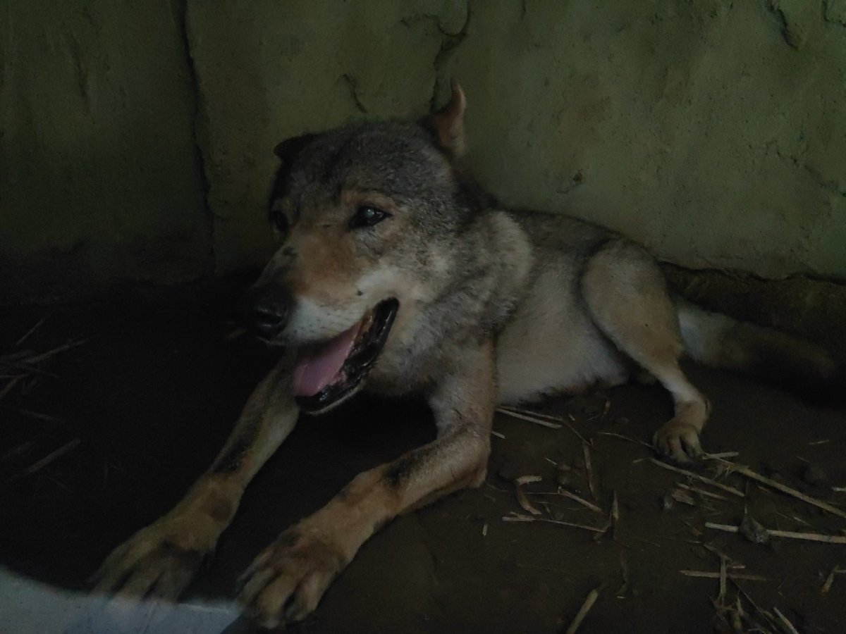 やまばと セロ 四国犬感が オオカミ