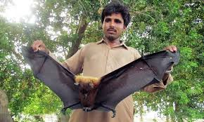Get Wallpaper Flocks of megabats in multan For iPhone Free