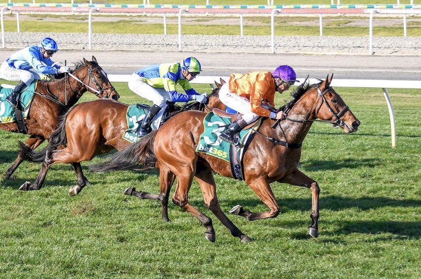 DOBrienRacing's tweet photo. Nice win by Cordilla @GeelongRaceClub as she continues the excellent start to her career. Lovely ride by Ollie and great to get the result with our fellow breeder and owners @widdenstud She is also by our Cox Plate champ Shamus Award! #goodsire #winning #earspricked https://t.co/C9xXSyCSwt