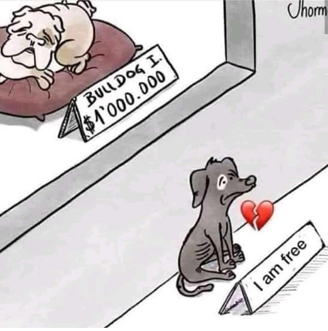 ShashankRajgur2's tweet photo. Adopt a street dog instead of investing lakhs of rupees on imported dog
If you'll spend only 25% of amount, of which you buy a breed dog, it'll be more then enough.
They have hunger love only not of your money🙂🙂 https://t.co/RI7L9VByWe