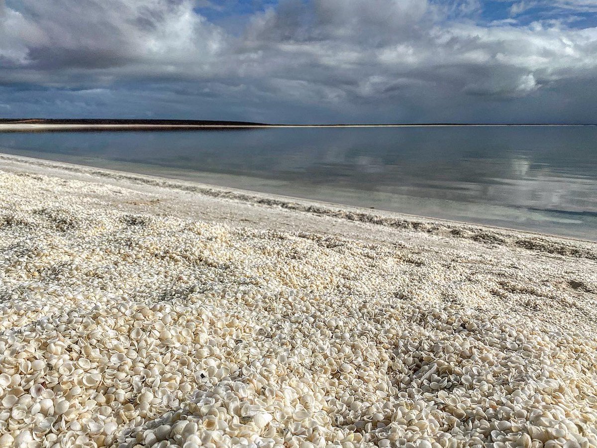 jess_ross_news's tweet photo. Shell Beach π One of only a handful of beaches made up solely of shells π #shellbeach #sharkbau #shellshocked #driveWA #roadtrippin #beachlife https://t.co/rYUzfKB1tX