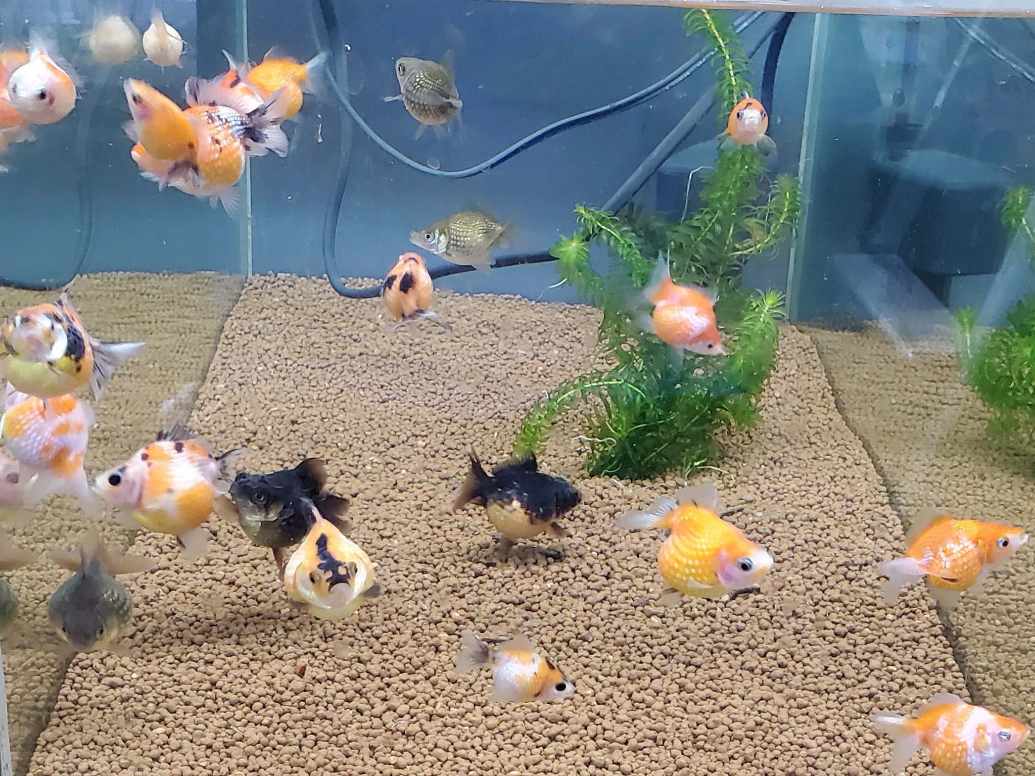 ヒロセペット谷津本店 金魚入荷情報2 ピンポンパール 約3 5cmがいます ヒロセペット谷津本店 金魚入荷情報2 ピンポンパール 約3 5cmがいます
