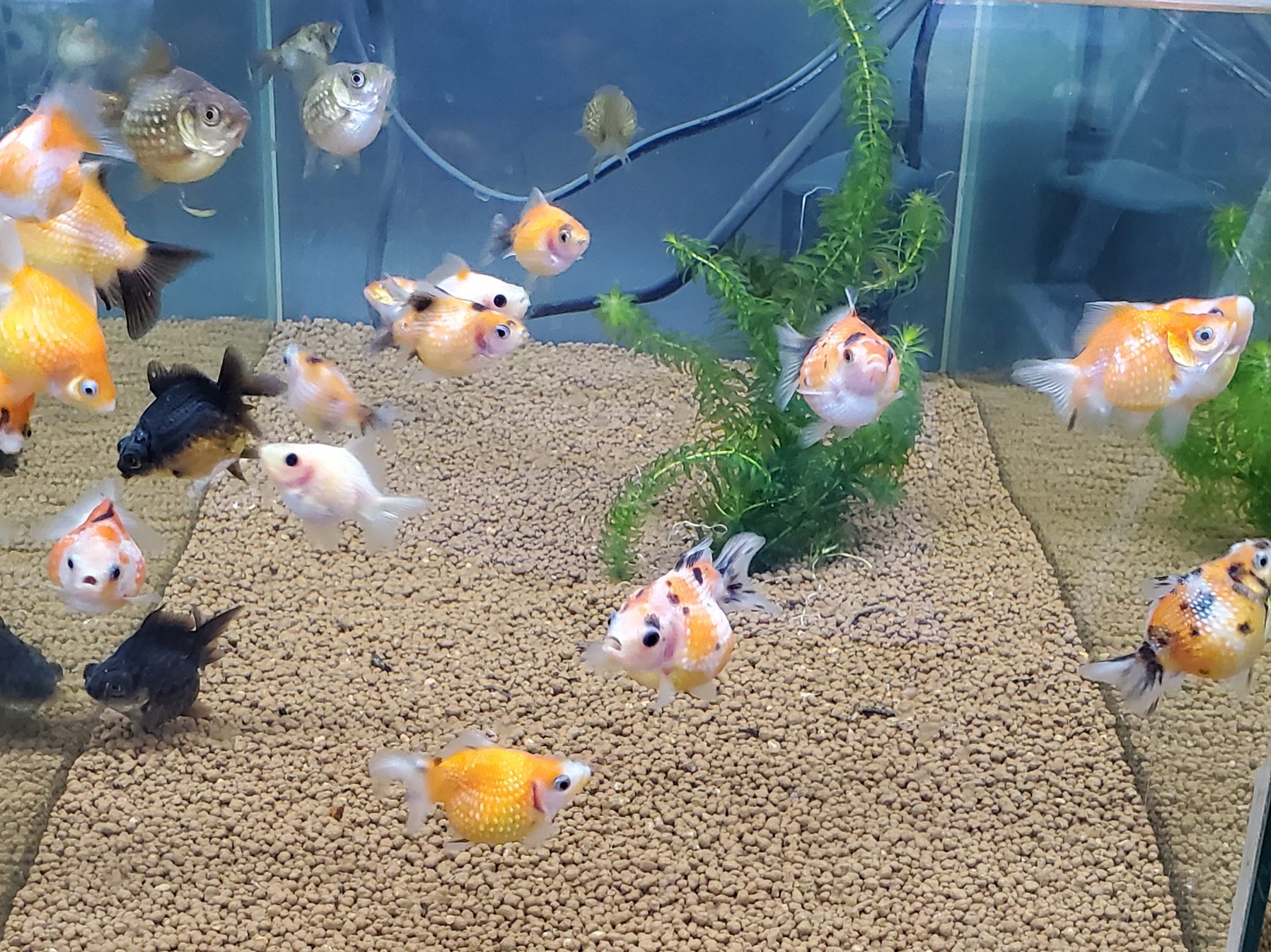ヒロセペット谷津本店 金魚入荷情報2 ピンポンパール 約3 5cmがいます ヒロセペット谷津本店 金魚入荷情報2 ピンポンパール 約3 5cmがいます