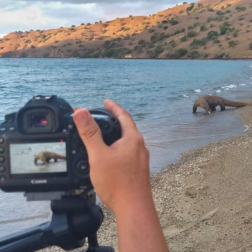 xp_flores's tweet photo. Do you know we are specialized in photography tours in Komodo National Park?

We can offer you the perfect tailor made tour for you, designed around your needs in order to guarantee the best results in terms of shooting, both above and underwater. https://t.co/SEzQdd3B8b