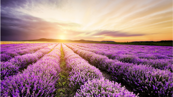 Les référents covid et les managers reviennent sur 1 mois de déconfinement. Des conseils et des idées pour un plan de relance réussi #management #apprentissage #relance buff.ly/2XRgOyq