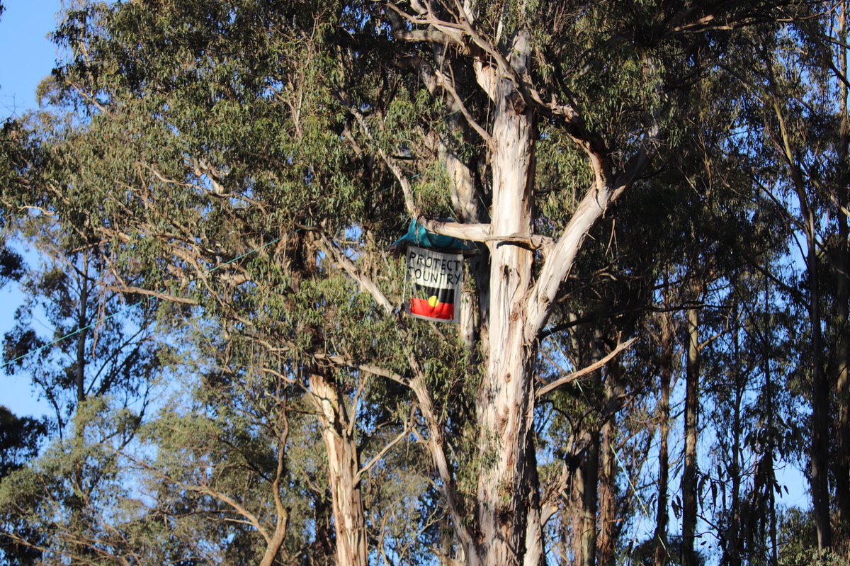 merri_forests's tweet photo. Sometimes when you connect with nature, you end up having to connect with heavy machinery. Thank you to the brave tree-sitters who have stopped native forest logging in Cambarville and Noojee this week. https://t.co/cSd3BtOgUO