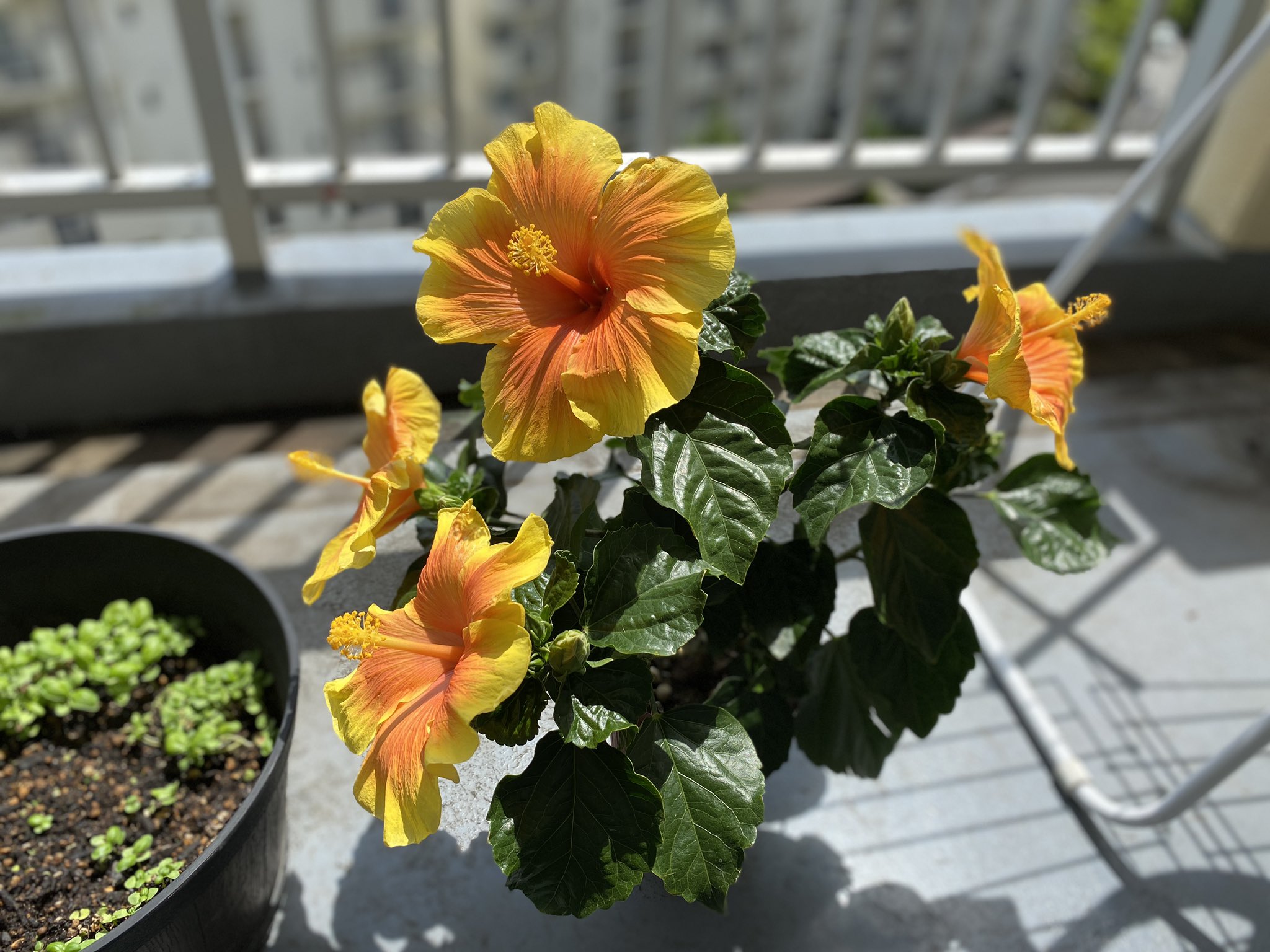 青木鮎美 絵描き ここ数日で 一番会いたかった花に出会いました ハイビスカス イエローベル この花の絵を描きたくて写真で散々眺めていたわけで 町のお花屋さんで遭遇 まさか本物に出会えて嬉しい 花は１日で枯れるそうです T Co Dqzskfajuj