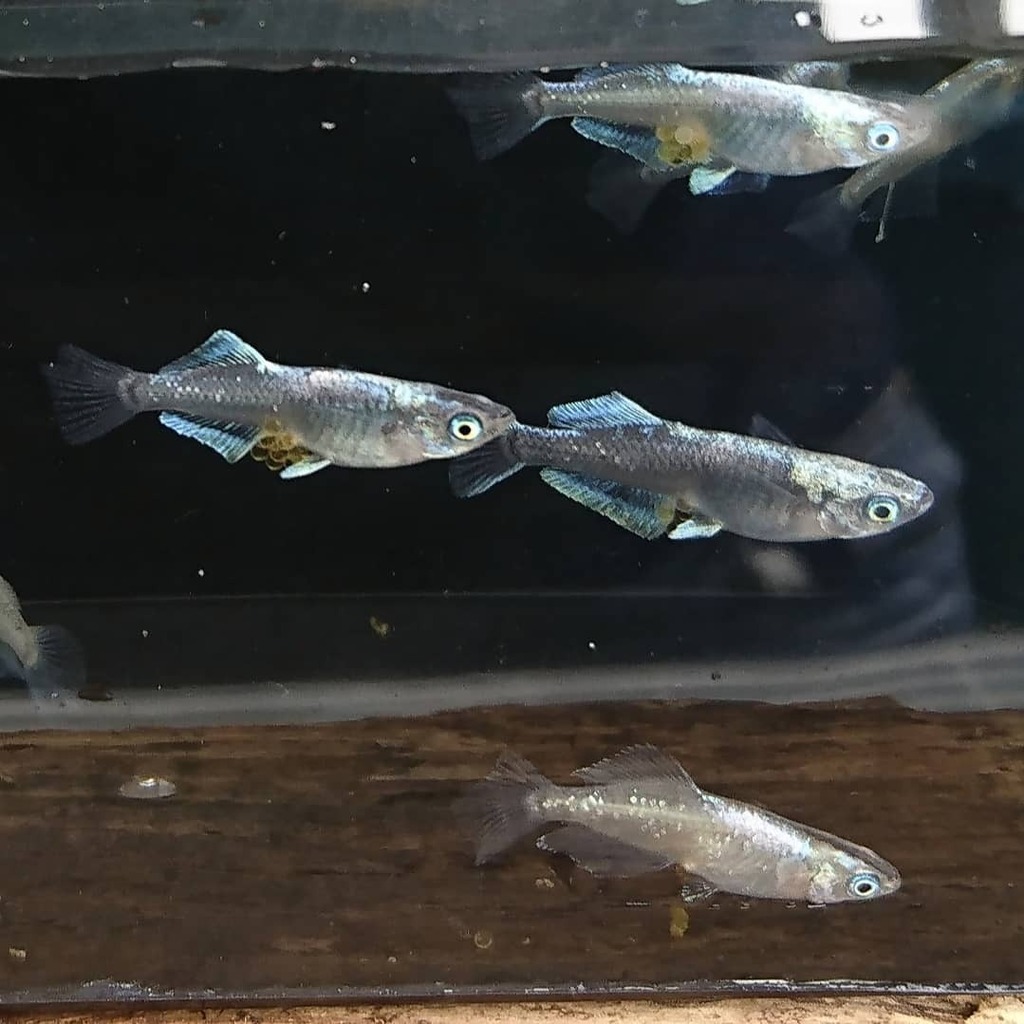 近江めだか 禅 極ブラックヒカリ体型 メスはヒレの光が強くとっても美しいです 禅 禅めだか 極ブラック ヒカリ体型 めだか メダカ 改良めだか めだかの卵販売 卵販売 販売