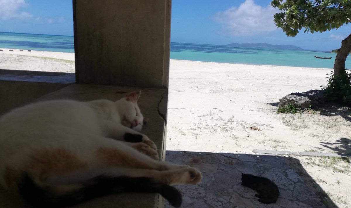 竹富島ゲストハウス じゅてーむ 竹富島茜屋 家主 沖縄梅雨明けました あつい あついわ 暑すぎる 今日の私はこんな 感じー 笑 竹富島 海 猫好きさんと繋がりたい 猫伸ばしチャレンジ
