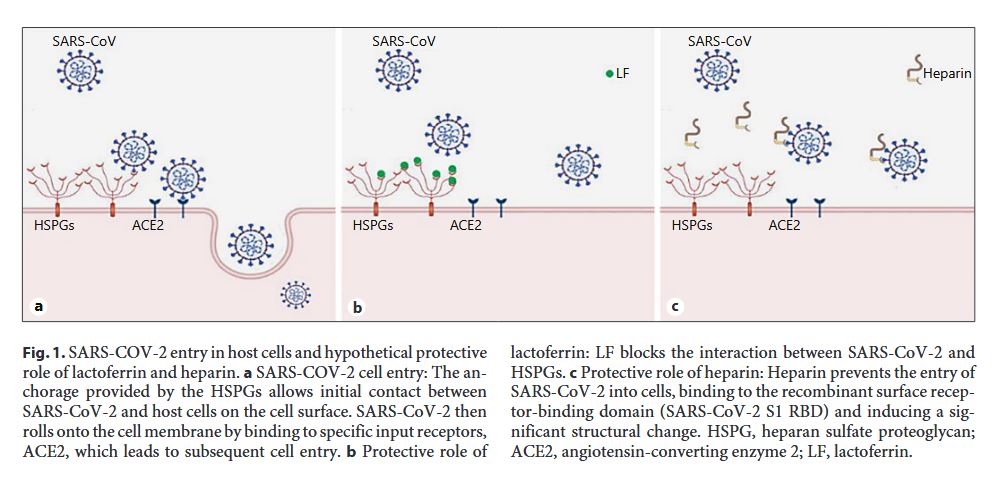 COVID-19 Experience in Hemodialysis Patients: A Cue for Therapeutic Heparin-Based Strategies? 
✍️ Antonio Pisani 
📄 bit.ly/37kiWls 
#Nephron #COVID19 #hemodialysis #heparin