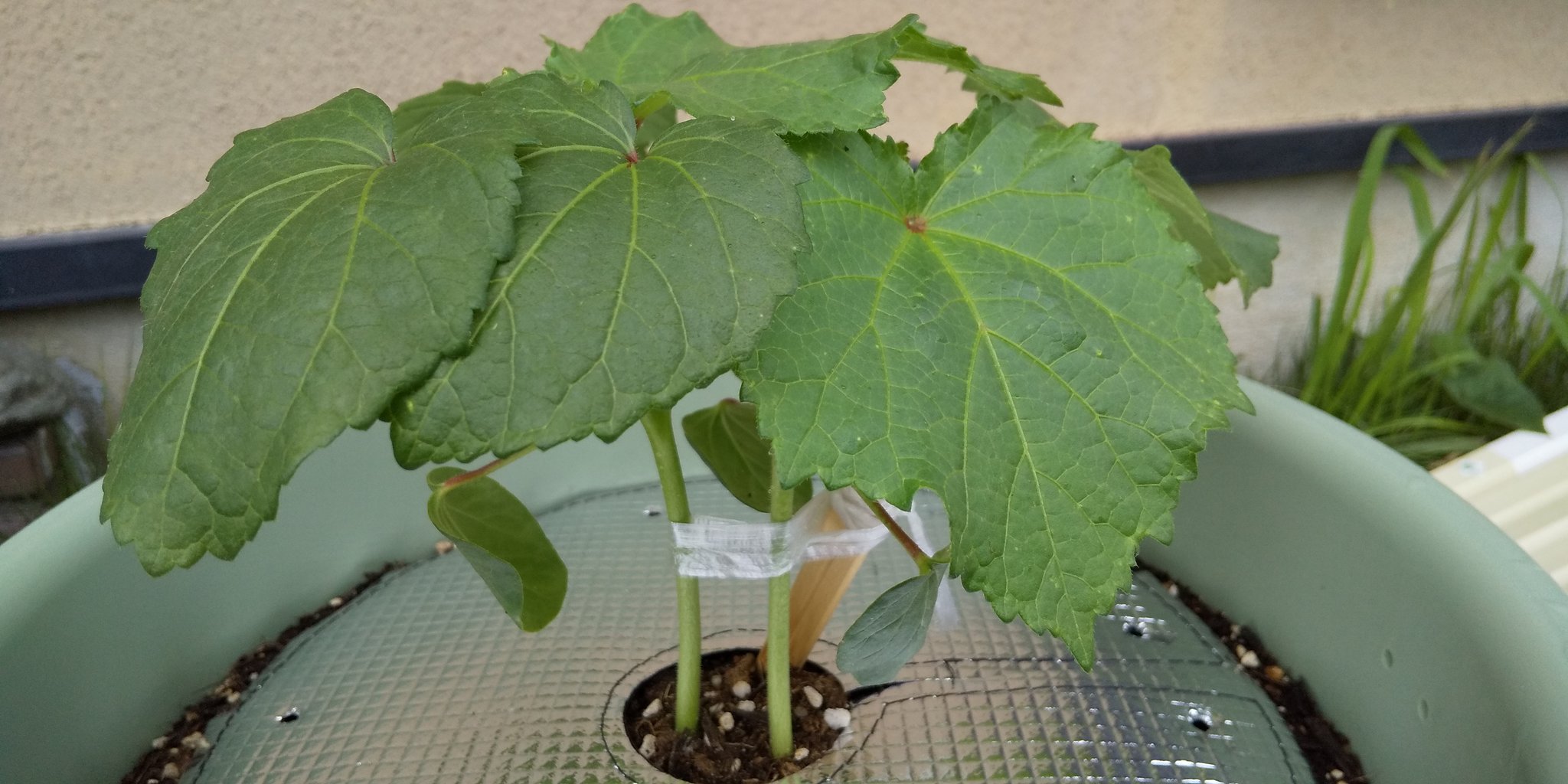 きなこ オクラ栽培16日目 とうとう割り箸支柱を超えました 葉が大きくなると同時に 葉の根元の茎も伸びてきました 嬉しいなぁ 今日は朝から歯医者さんでしたが 帰りちらっとホムセン寄ったらまだオクラの苗売ってました 大苗と書いてました