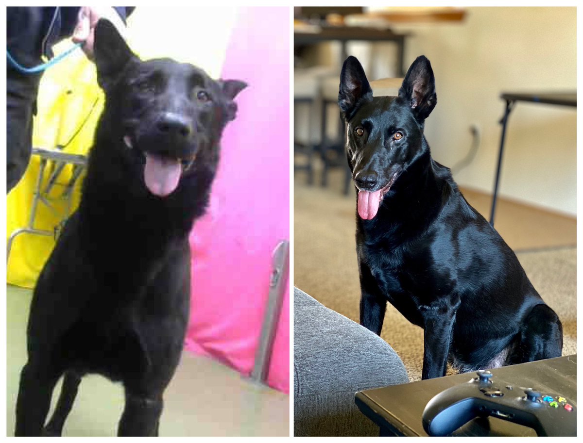 JoshHasDogs's tweet photo. Happy #gotchaday Nikko! Can’t believe it’s already been 3 years since I brought you home and you joined our pack. You’ve helped keep Elsa young too. Even with your sass.
#pnwgsdpack #Rescuedog #maligator #belgianmalinois #malinoislovers #k5pets #washingtongermanshepherdrescue https://t.co/bCPDEmBuXl