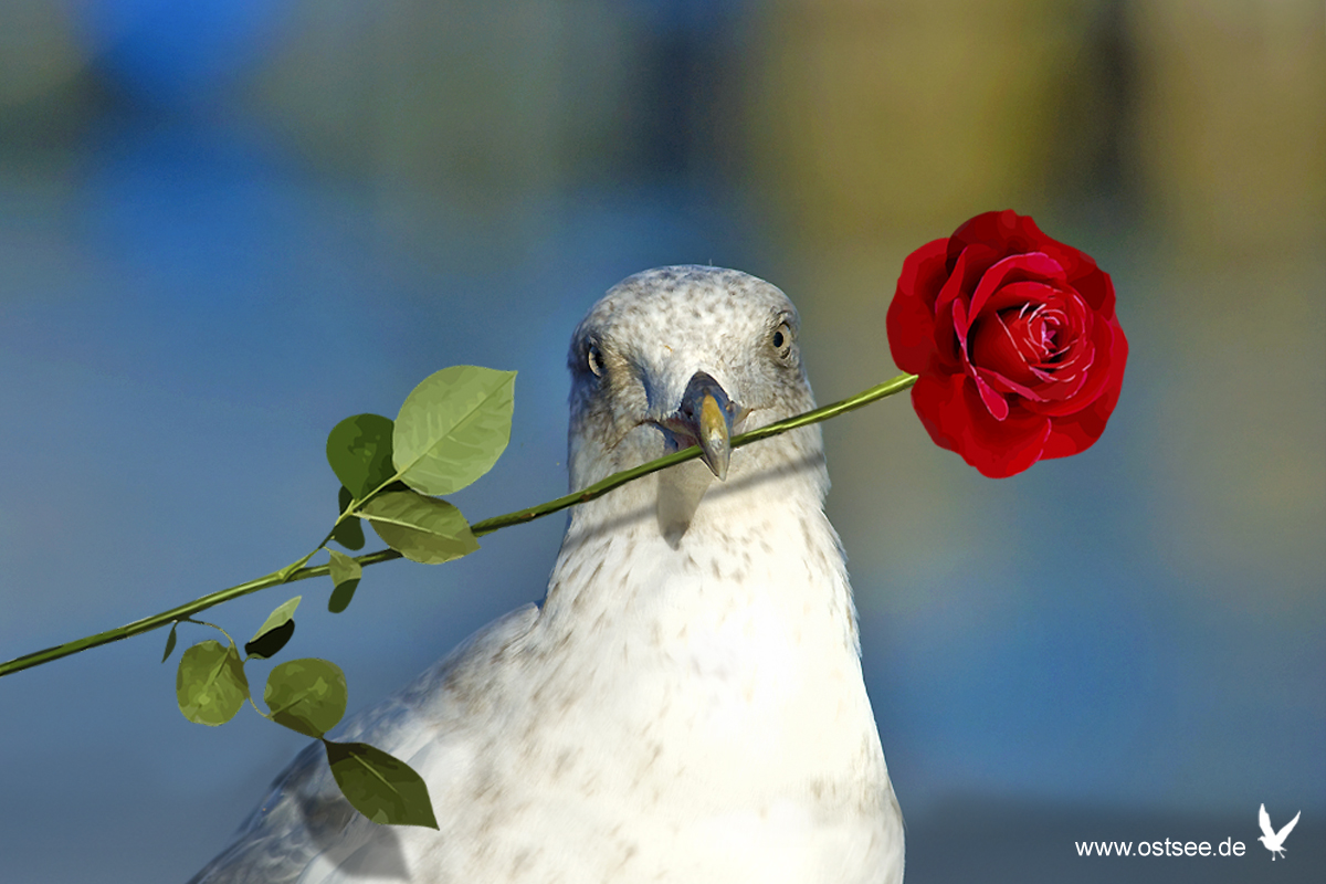 ostseeDE's tweet photo. Heute ist „Tag der roten Rose“ 🌹
Unser Tipp: ein Ausflug in einen Rosenpark z. B. https://t.co/mOIe3YCMKw

#ostsee #tagderrotenrose #redroseday #möwe https://t.co/gmrKPjh3N9