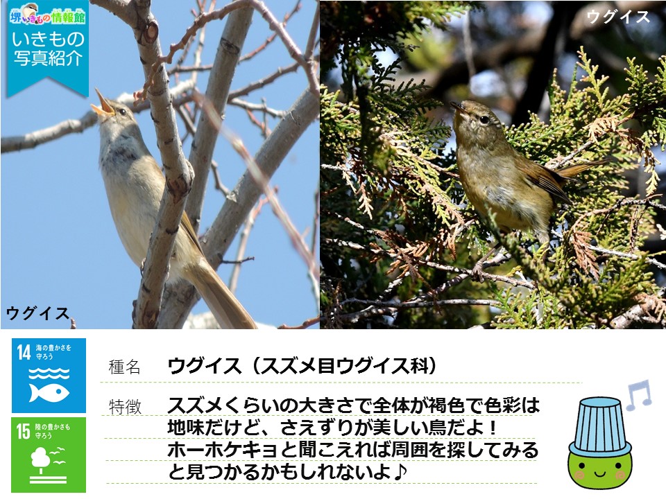 堺市環境局 ムーやん 公式 いきもの写真紹介 堺いきもの情報館に投稿された写真を一部 紹介するよ いきもの 図鑑で検索すると 他のいきものも見られるんだ ぜひ見てみてね 今回の紹介は ウグイス T Co 0oy7zwtpfk 堺市環境局 ムーやん 公式 いきもの写真紹介 堺いきもの情報館に投稿された写真を一部 紹介するよ いきもの 図鑑で検索すると 他のいきものも見られるんだ ぜひ見てみてね 今回の紹介は ウグイス T Co 0oy7zwtpfk
