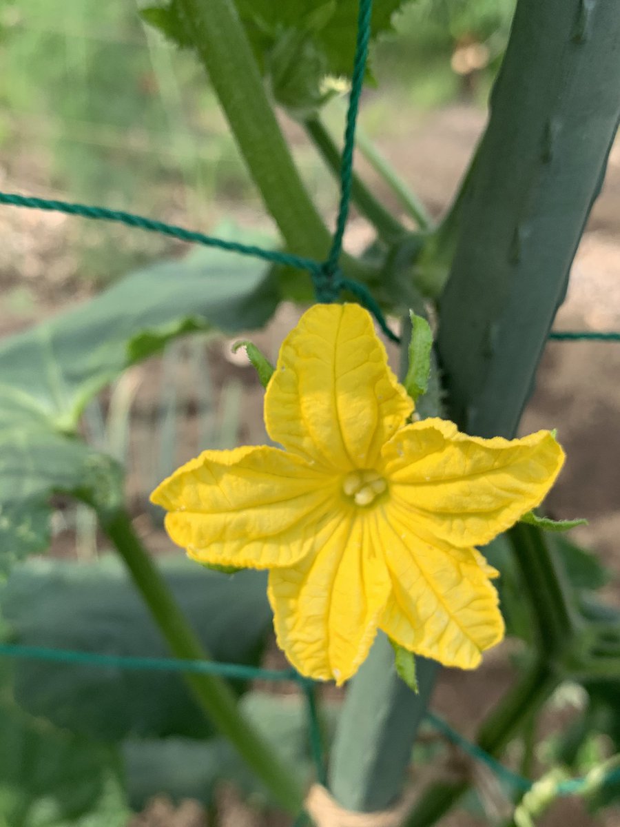 トコ 畑に咲いてる野菜の花達 キュウリ きゅうり 胡瓜 きゅうりの花 キュウリの花 トコ 畑に咲いてる野菜の花達 キュウリ きゅうり 胡瓜 きゅうりの花 キュウリの花