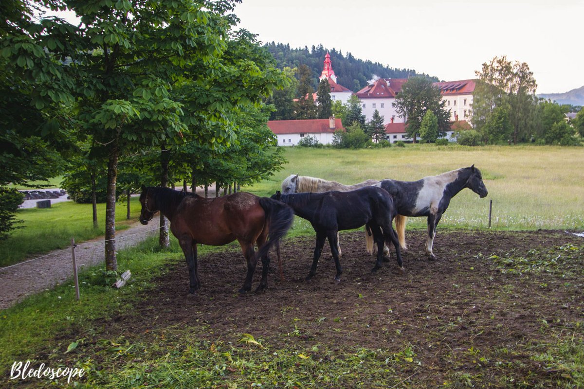 bledoscope's tweet photo. Morning scene in the village of Begunje🌞

In this village, you can set off on an easy hiking tour by following the Lamberg Trail that ends at Kamen Castle. 
Get to Begunje by hop-on hop-off bus - More info: https://t.co/dAOIQnjMTt (Explore places beyond Bled)

#Slovenia #travel https://t.co/6qDDkMqmcH
