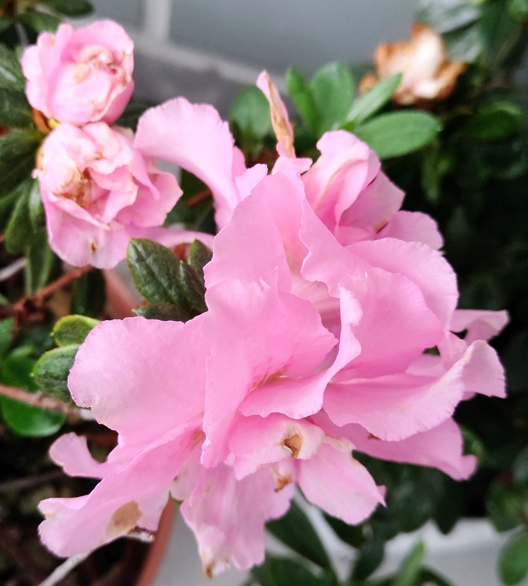 こころんグリーン Sur Twitter アザレアのピンクの花が開きました 八重咲の大柄の花が咲いています 淡いピンク色がとても綺麗です アザレア 八重咲 大柄の花 ピンク ツツジ科 園芸品種 初夏の花 初夏 園芸 ガーデニング 熊本市南区 熊本 T