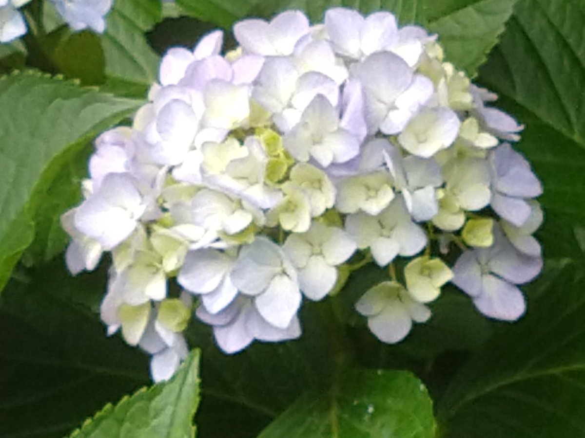 柏メンズエステaromadiona Dマネ 歩いてたら あじさいが咲いてるのを見つけました 柏から2駅隣の北小金にある本土寺さんは あじさい寺としても有名なお寺さん というわけで ご予約お待ちしてますっ 080 9680 3114 柏メンズエステ 柏