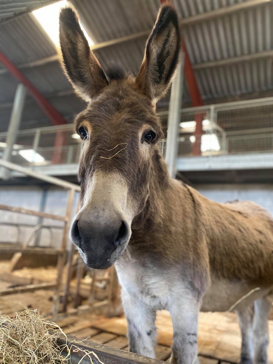 ThorntonFarm's tweet photo. Fun Fact Friday 

If you challenge a donkey to a memory game, chances are you'll lose. These gentle animals are able to remember places they've been to before and recognise donkey pals they haven't seen for 25 years! Cool huh? 
#FunFactFriday #FactFriday #FunFact #donkeyfacts https://t.co/3nk6GQfGLi