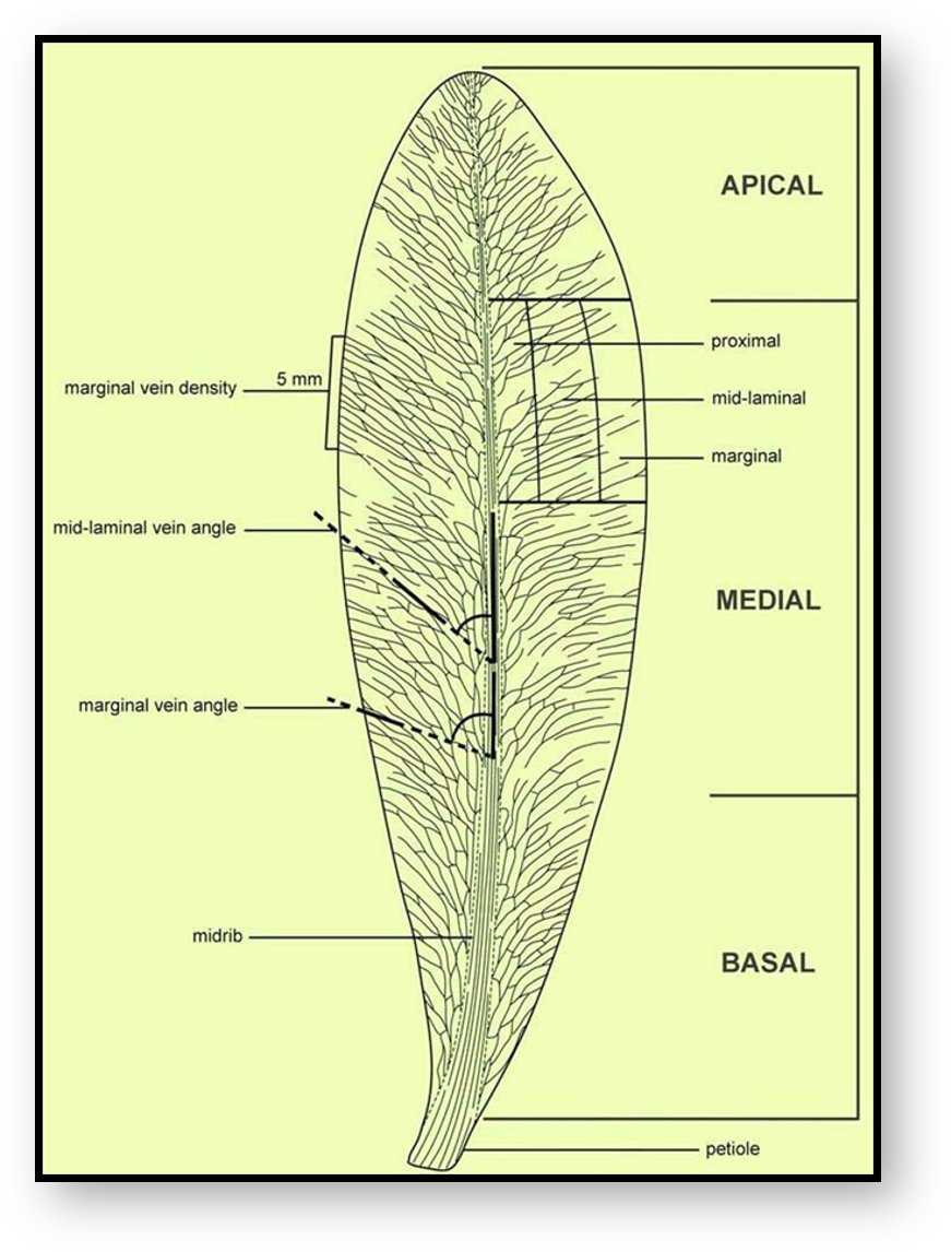 6/n: Species identification has proven to be challenging relying on visual estimations of relatively plastic characteristics such as shape, length etc. A number of approaches to the classification have emerged over the years. Glossopteris taxonomy remains highly subjective