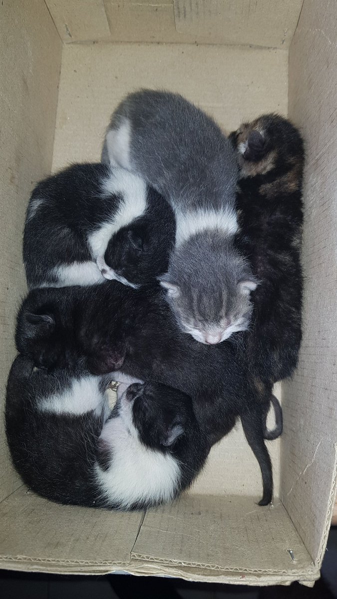 OscurioGamer95's tweet photo. Se busca casita para estas preciosidades de aqui a unos mesecillos q termine de criarlos ya q son recien nacidos y rescatados, el negrito ya tiene casa pero los otros 4 los estoy buscando casitas donde se les quiera, cualquier ayuda es valida
Zona de madrid o alrededores https://t.co/K8KMaHAfxd