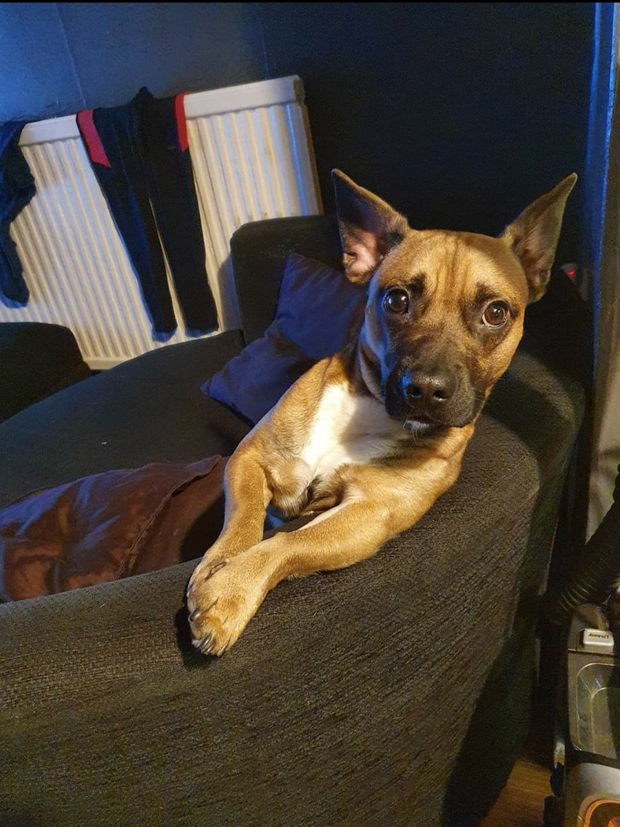 jade8468's tweet photo. @ohmyitsbrittt Gizmo likes his comfort too 🤣😂 https://t.co/4VzCyd4udb