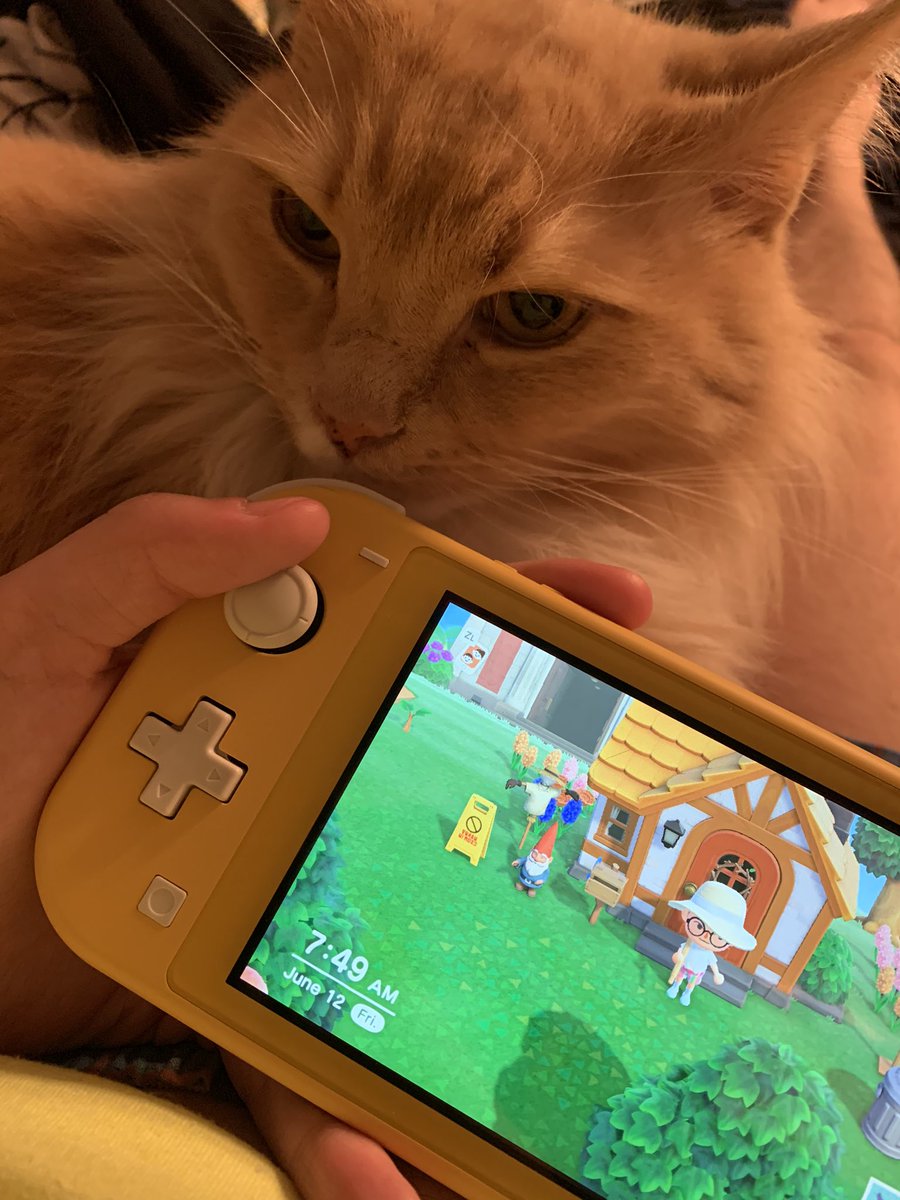 thebiggestfloof's tweet photo. ime am helpenge mine dady play "amimal crosmeng?" ime am in fact, anminl,, so i am ofering mine "eckspertees" amd "bigg braine powyr",, https://t.co/f2EStpYRYI