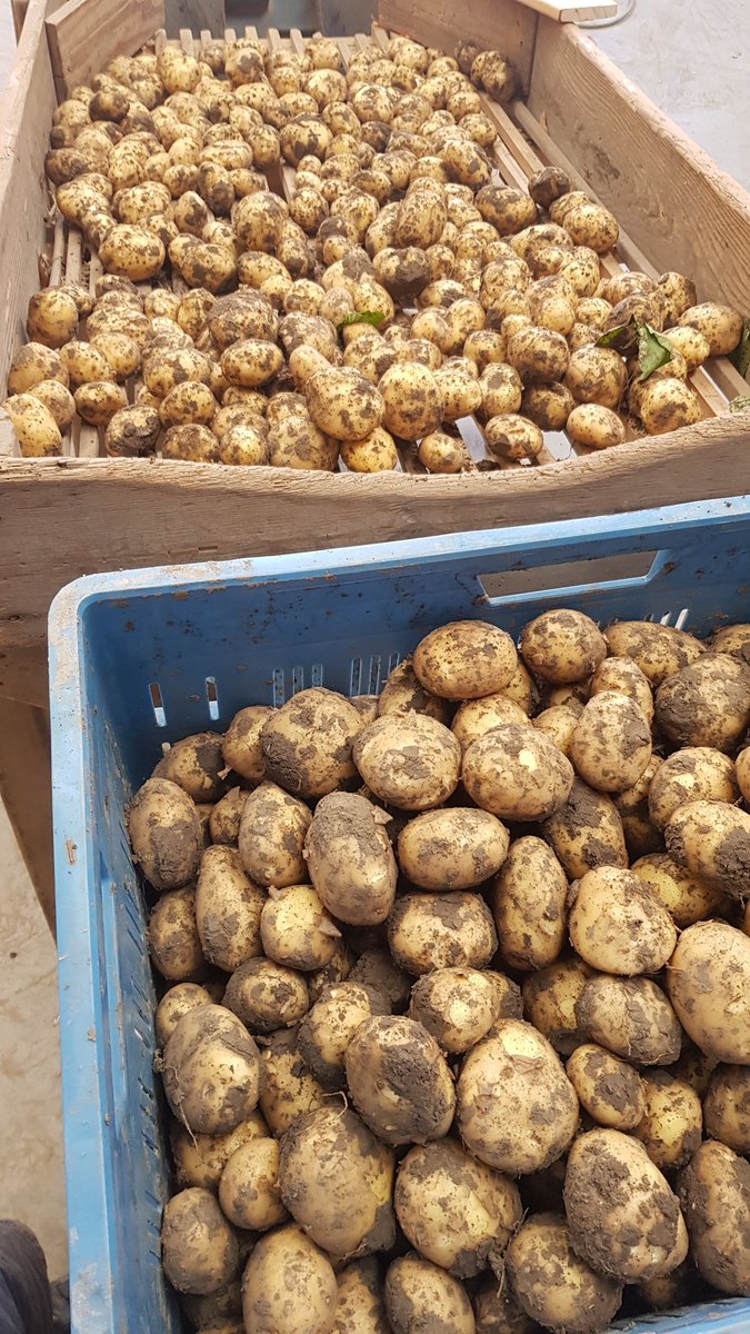 Novifarm's tweet photo. Ze zijn er!! Nieuwe aardappelen van de Hoeksche Waardse klei! #frieslanders Tevens snijden we weer verse patat in onze Farm Drive! De Drive is nu open! https://t.co/2NIGc9MSeC