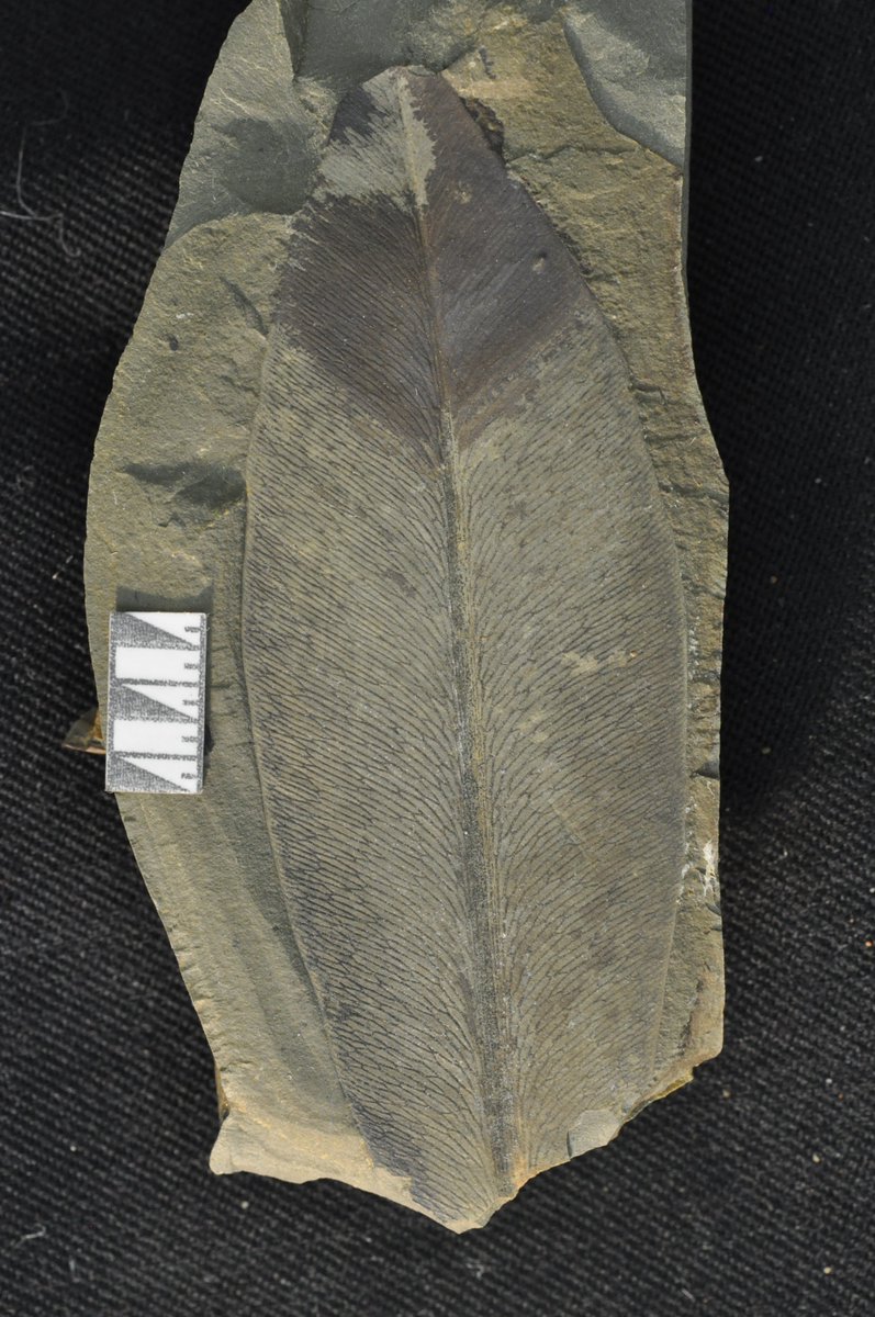 Reasons?7/n: The fossil record is highly fragmented,few conclusive links between reproductive organs and leaf type, leaves are morphologically conservative, yet demonstrate a high degree of intraspecific variation, leaves are found in far greater abundance than fructifications.