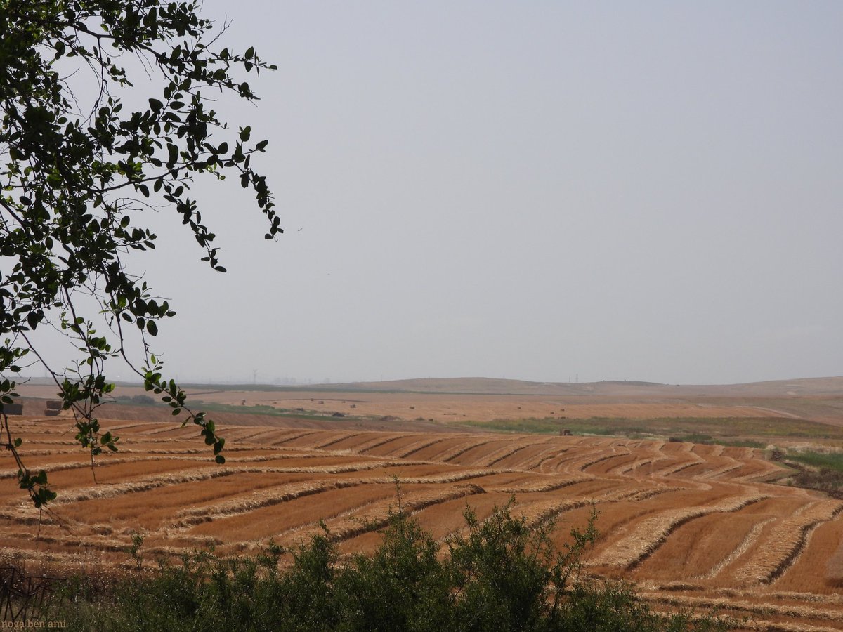 ami_noga's tweet photo. It's the weekend again! Perfect weekend in the kibutz!
Shabat Shalom!ππΌ
#weekend #kibutz #kibbutz #kibutzlife #tree #field #harvest #wheat #bluesky #lovleyweather #lovleyday #nikonp1000 #grateful #natgeoyourshot #nature #naturephotography https://t.co/Mhfkl6qdps