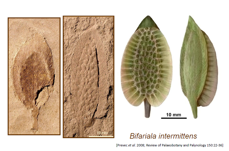 8/n: Fertile organs are the most taxonomically informative, however, are very rare. Morphological studies of the fertile structures indicate that glossopterids exhibited a high degree of provincialism. Very few can be positively identified beyond the SA region.