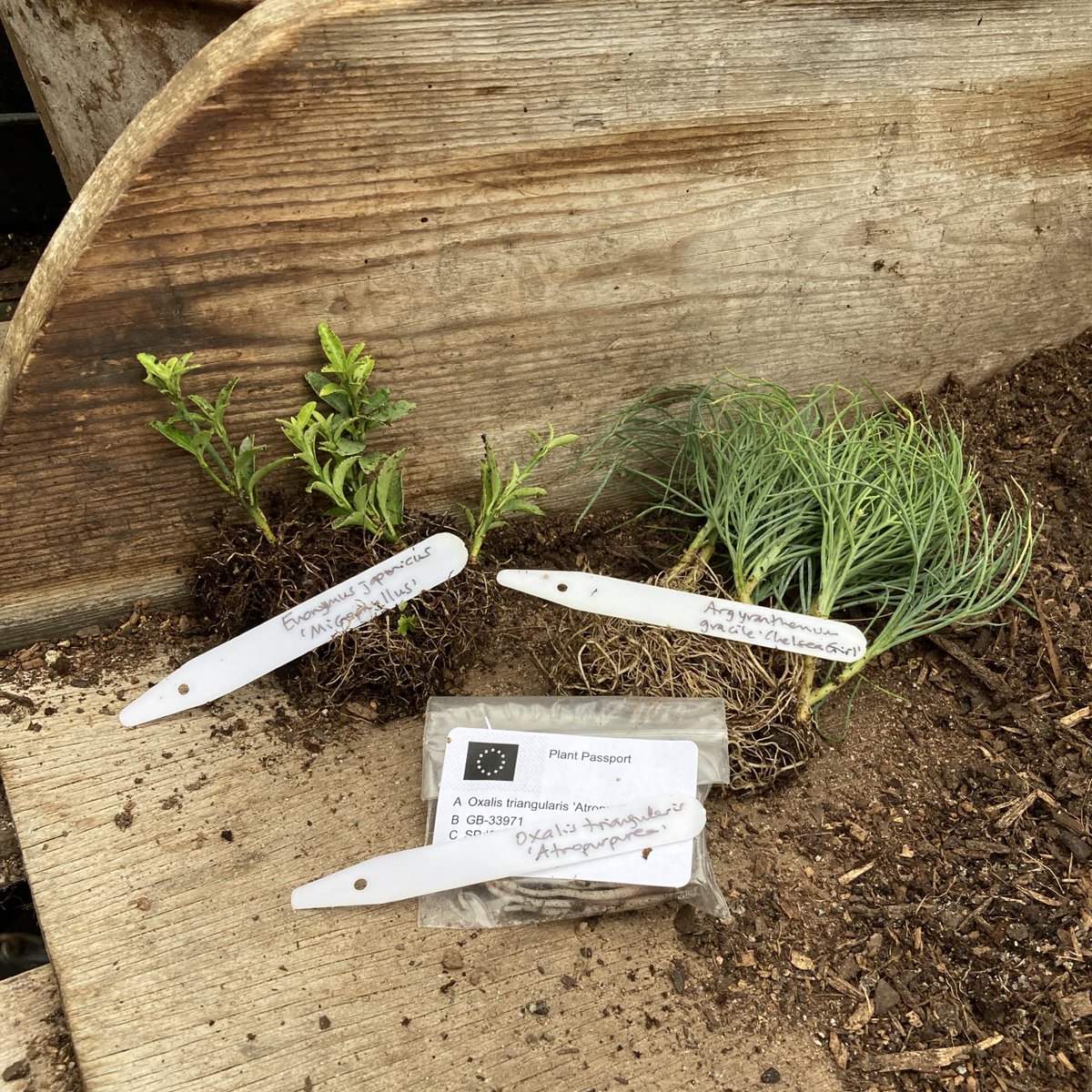 A haul of beautiful little young plants/rooted cuttings from <a href="/specialplants/">Derry Watkins</a> ready for potting up in the greenhouse.  Perfect rainy afternoon activity.  #chooselandscape