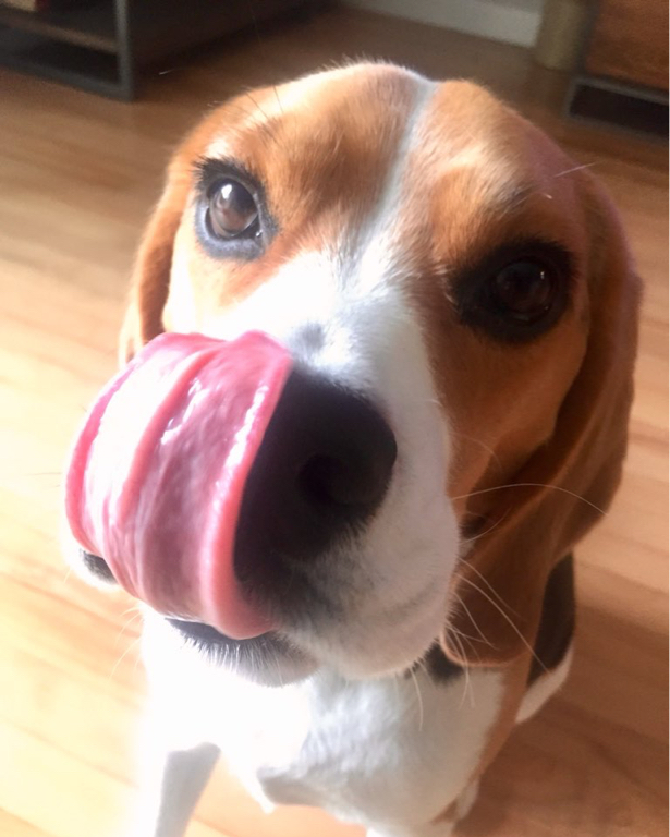 Beagle Facts tweet media